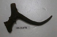 藏品(鹿化石)的圖片